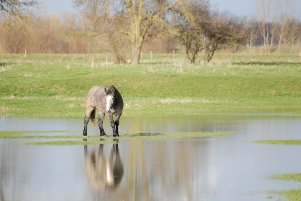 Cheval au milieu de l'eau