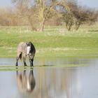 Cheval au milieu de l'eau