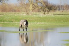 Cheval au milieu de l'eau