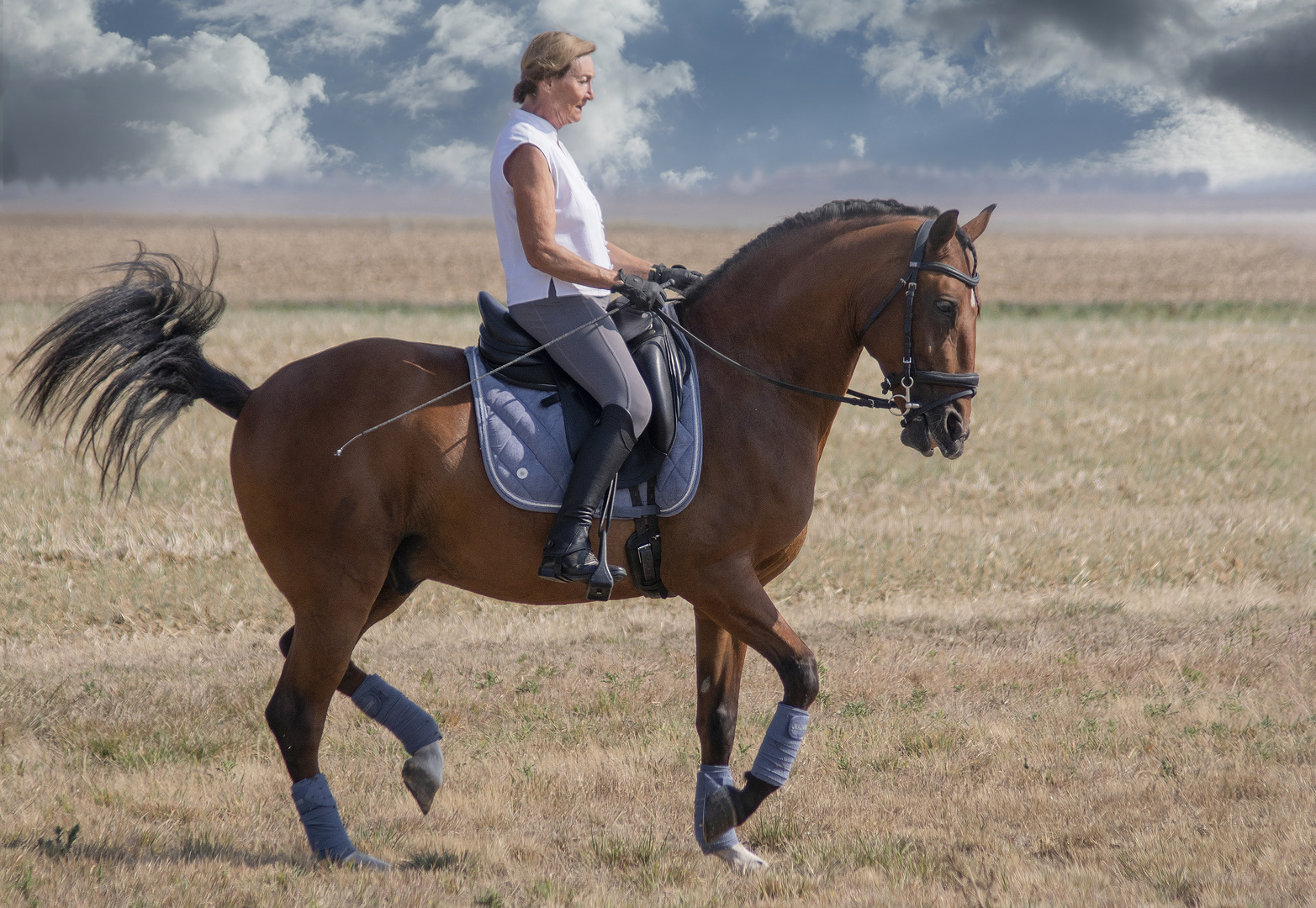 Cheval au passage dans un champ (Lusitanien)