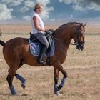 Cheval au passage dans un champ (Lusitanien)