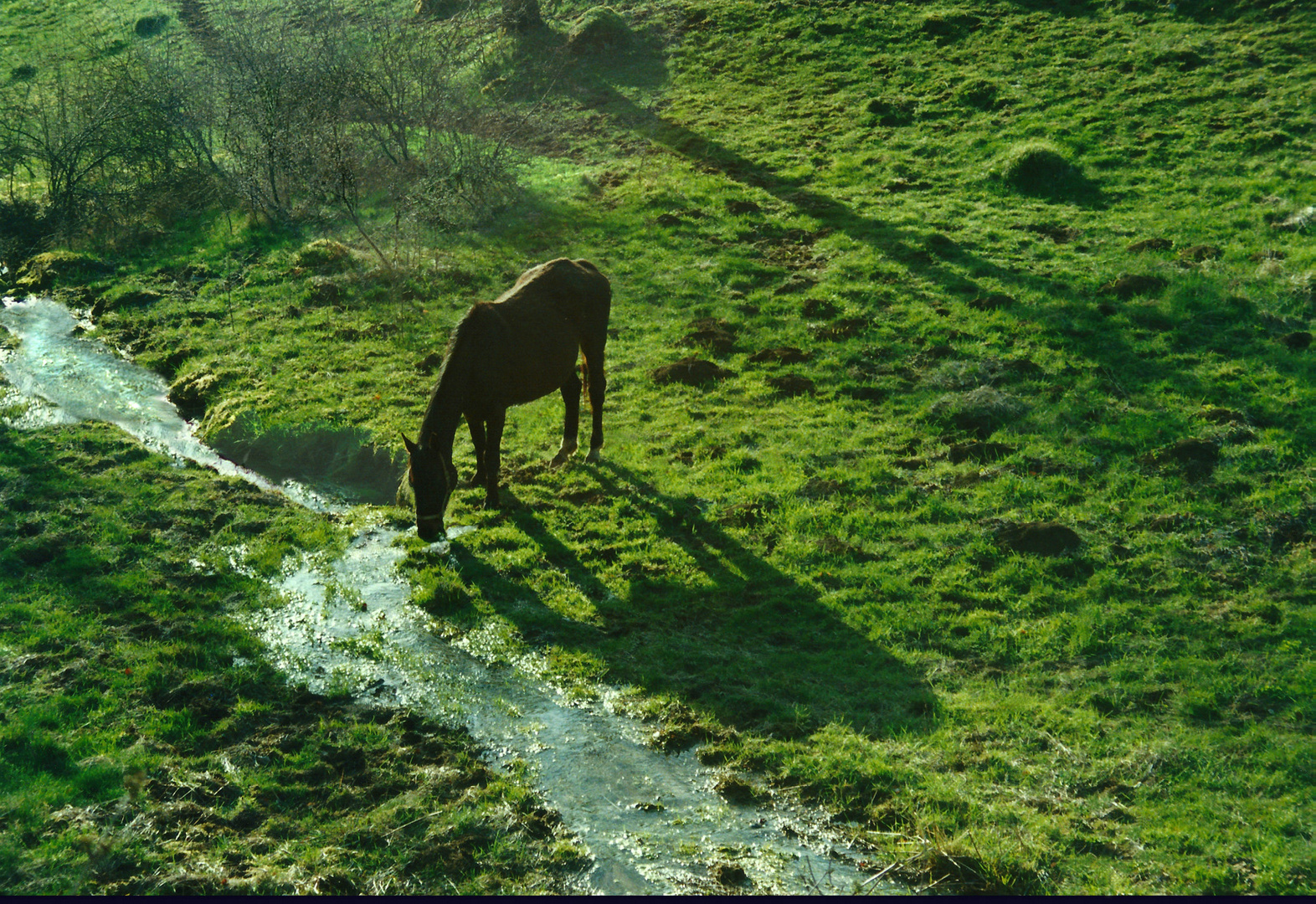 Cheval au ruisseau