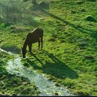 Cheval au ruisseau