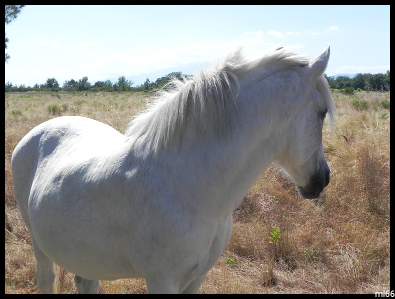 cheval blanc