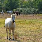 Cheval Blanc