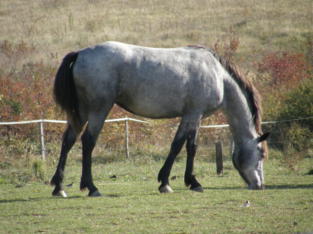 cheval broutant