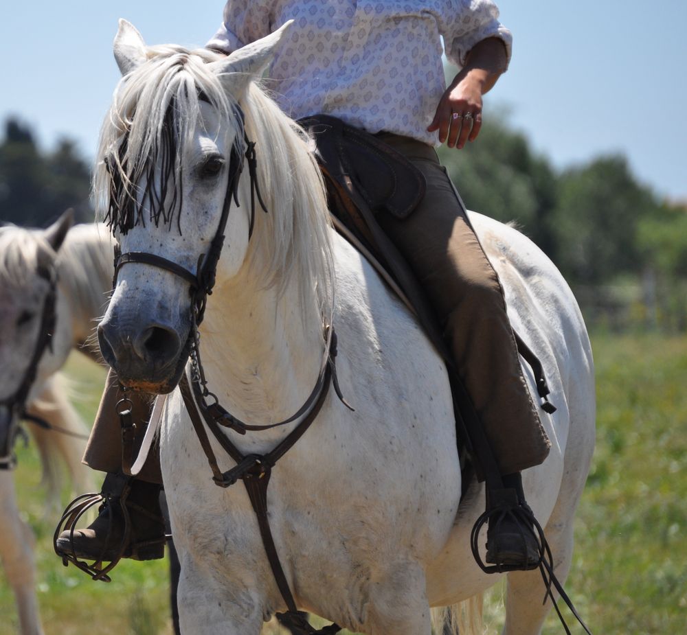 Cheval Camarguais