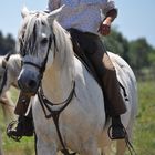 Cheval Camarguais