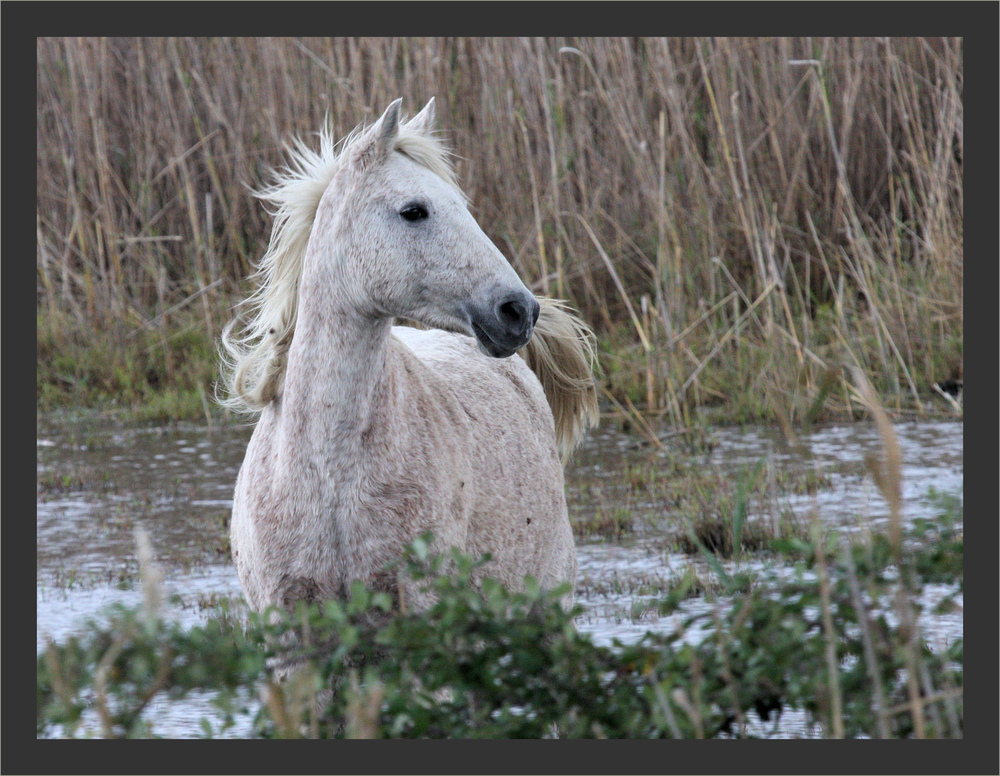 Cheval camarguais