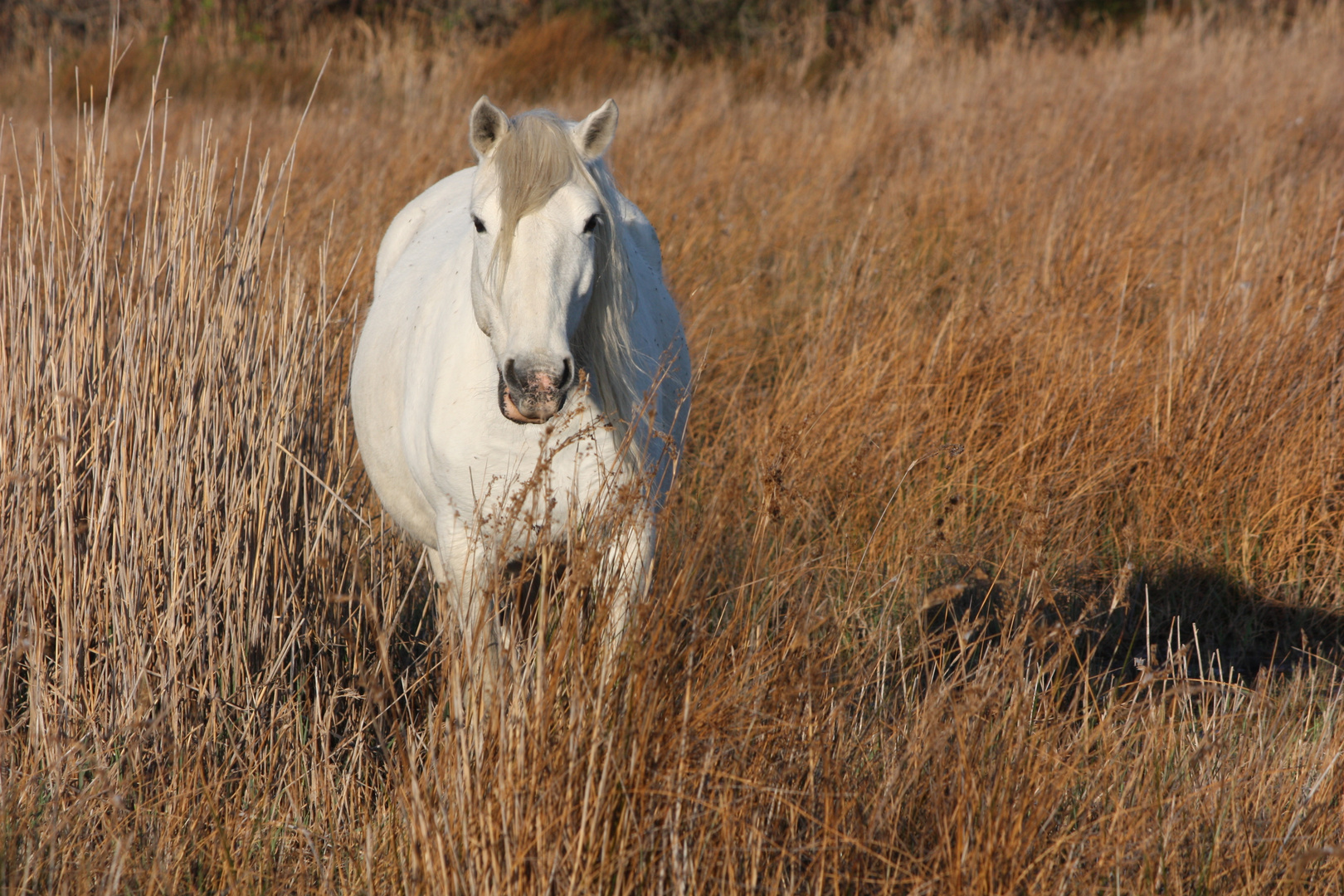 Cheval Camarguais