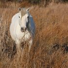 Cheval Camarguais