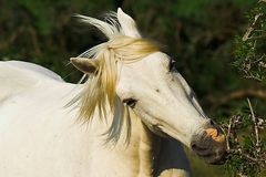 cheval camarguais