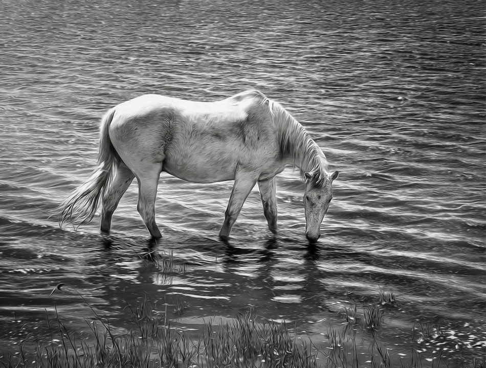 Cheval camarguais II.