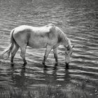 Cheval camarguais II.