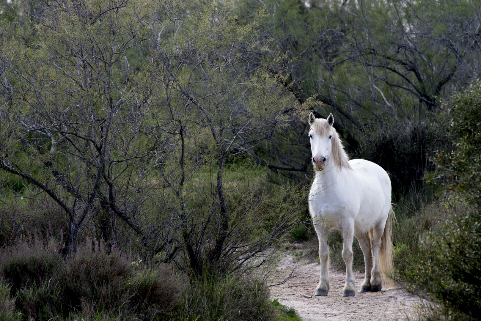 cheval camargue001