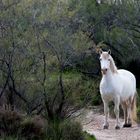 cheval camargue001