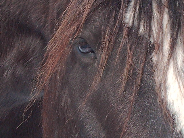 Cheval Canadien