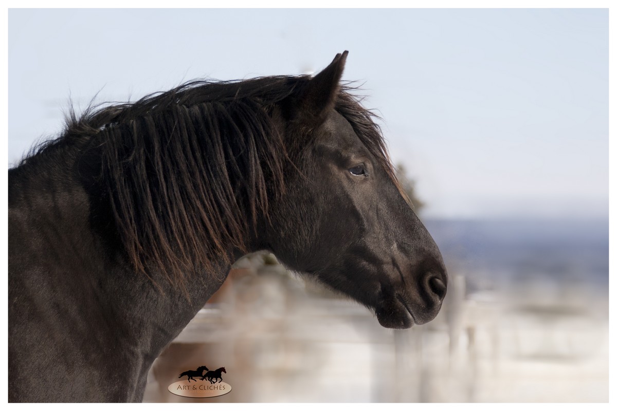 Cheval Canadien