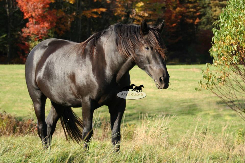 Cheval Canadien