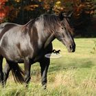 Cheval Canadien