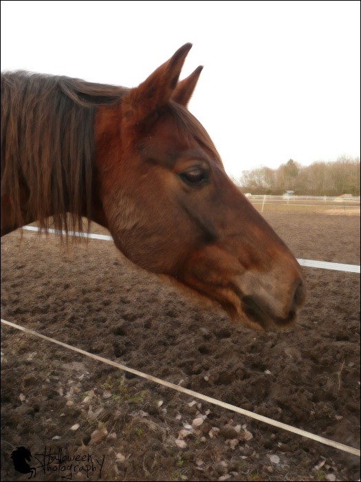 Cheval Chocolat-2