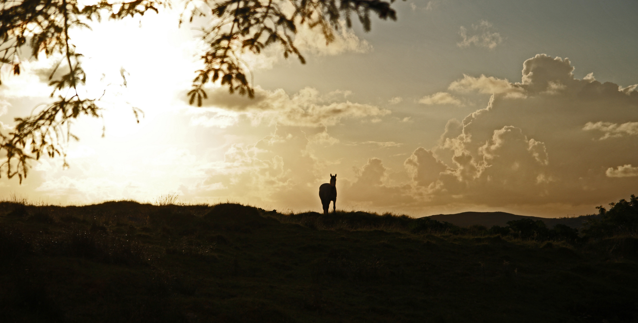 cheval, contre-jours