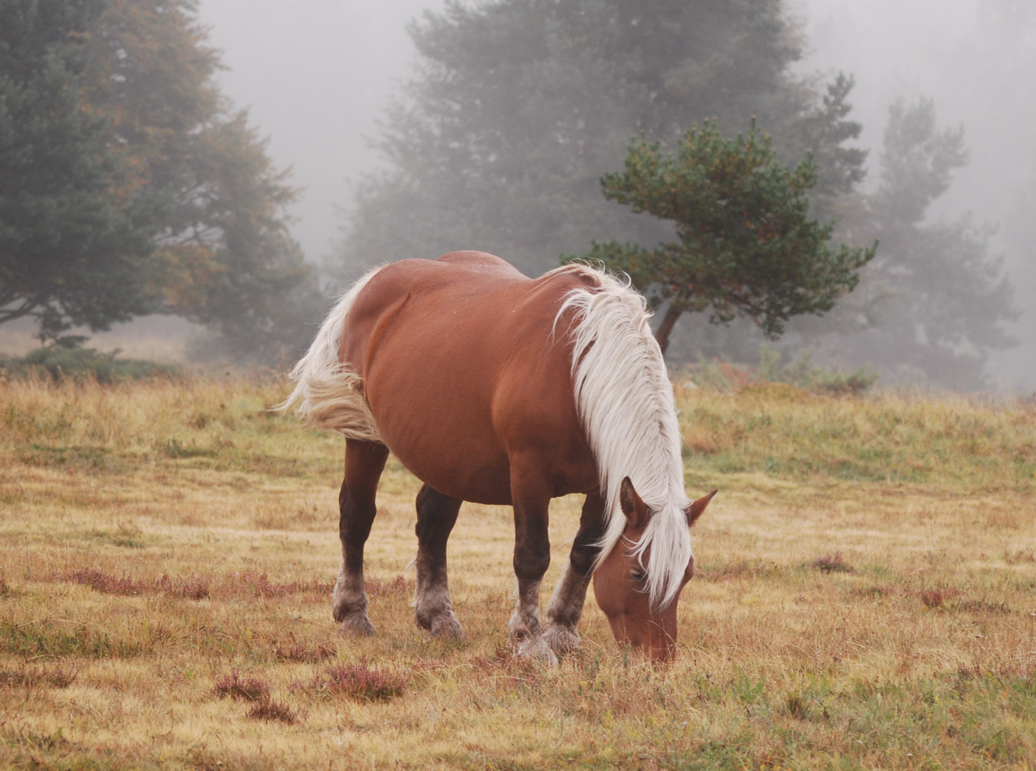 cheval dans le brouillard  en Ardèche 