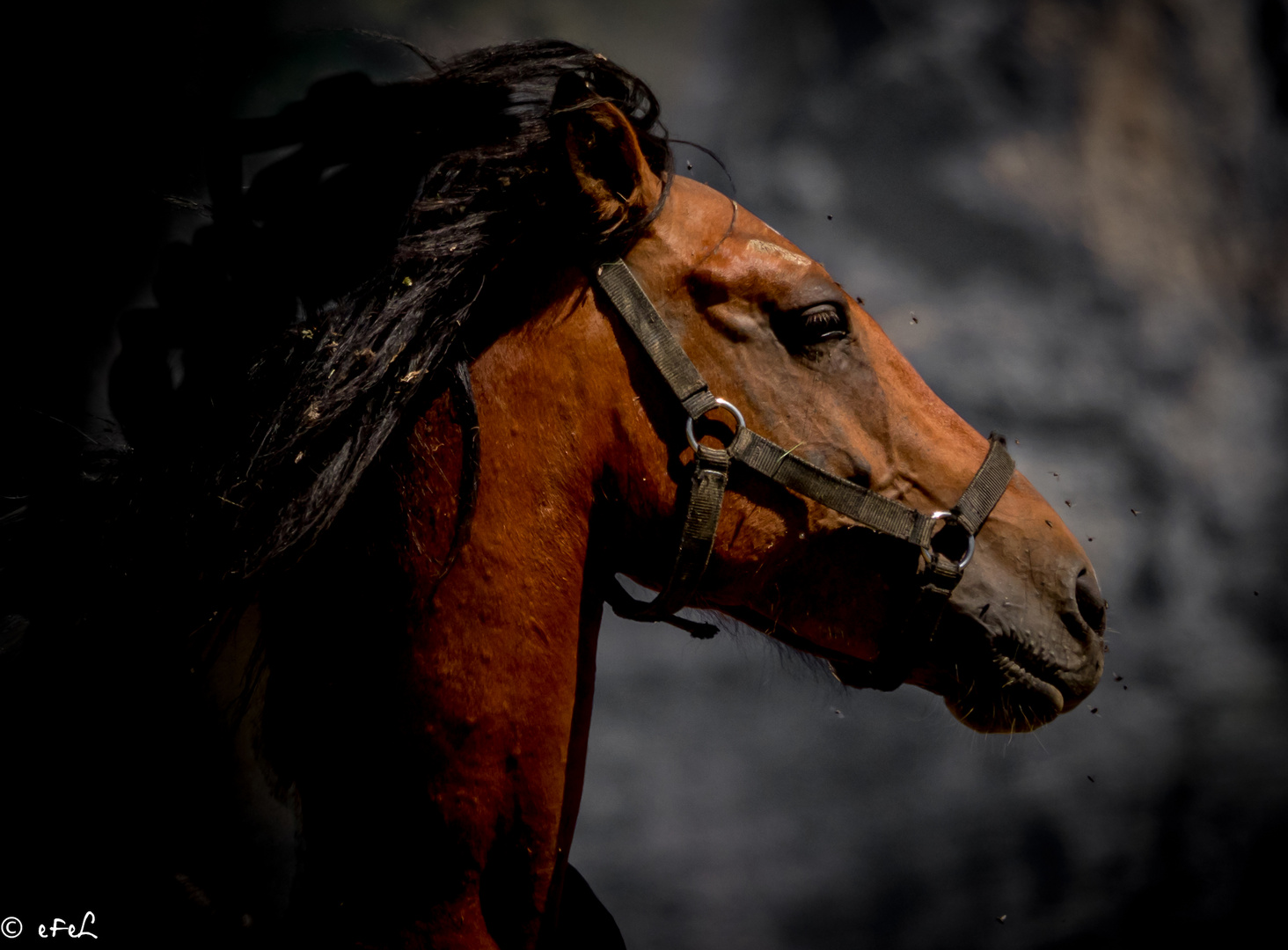 Cheval ... dans le vent