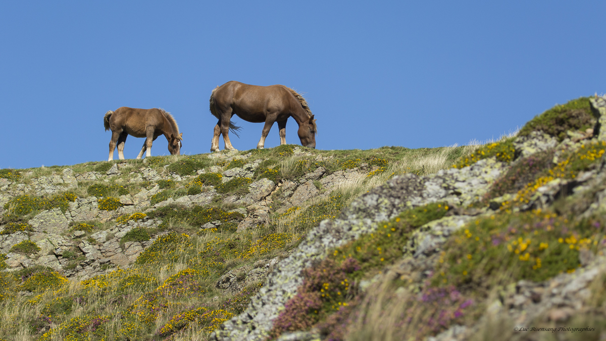 Cheval dans les pyrénnés