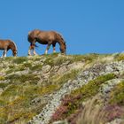 Cheval dans les pyrénnés