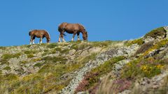 Cheval dans les pyrénnés