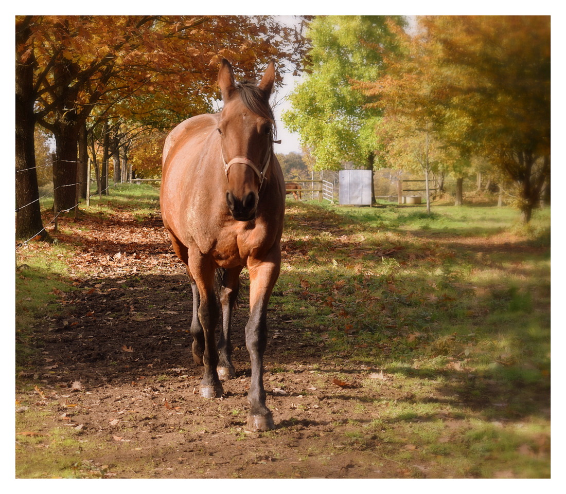 cheval dans un décor automnal