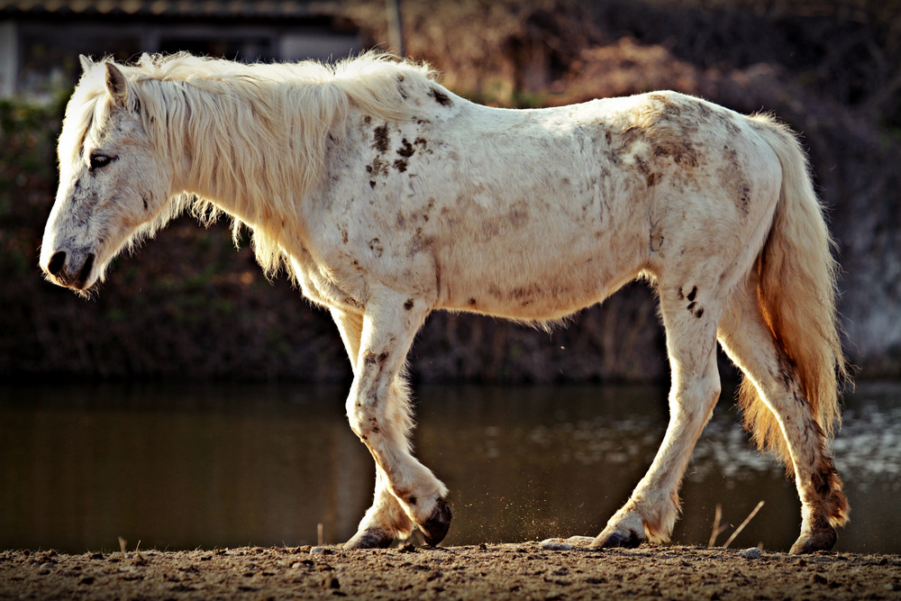 Cheval de Camargue