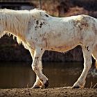 Cheval de Camargue