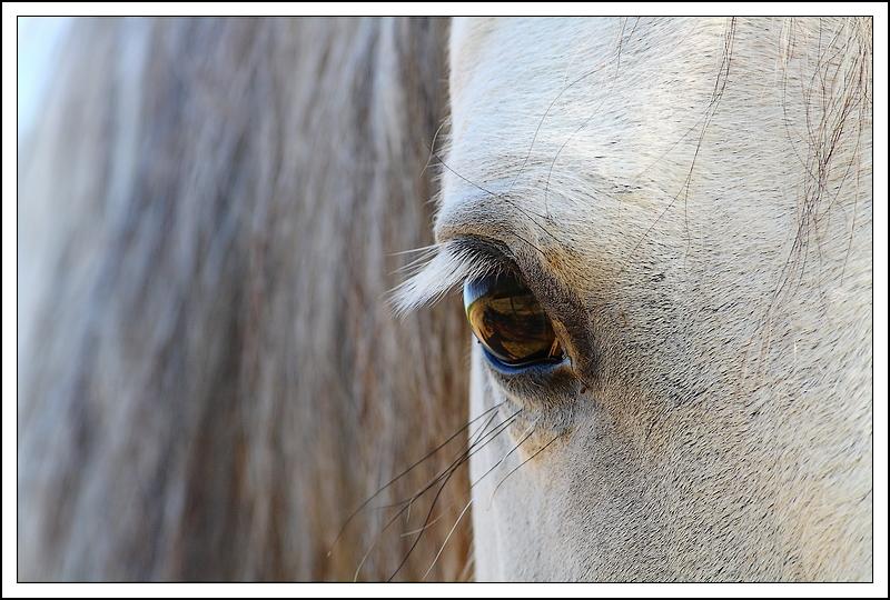 cheval de camargue