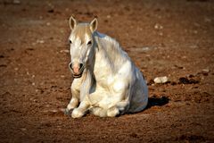 Cheval de Camarque (II)