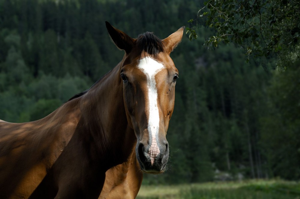 Cheval de Haute Savoie