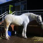 Cheval de la police montée de Nottingham