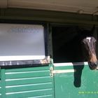 Cheval de la police montée de Nottingham ( Forêt de Sherwood )