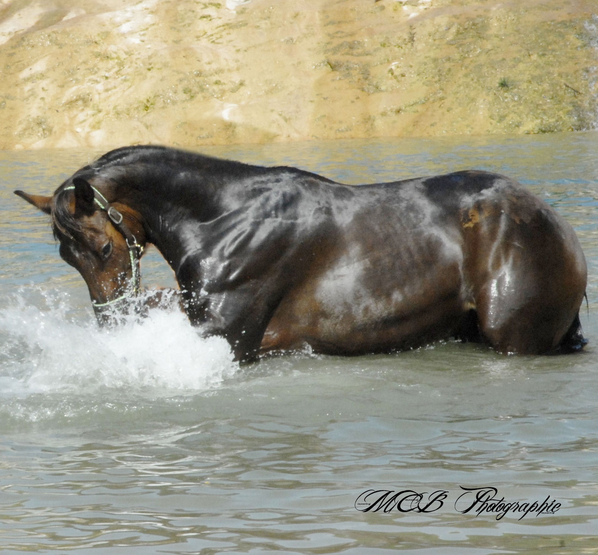 Cheval de l'Endre