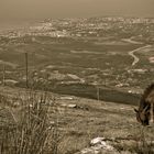 cheval de montagne