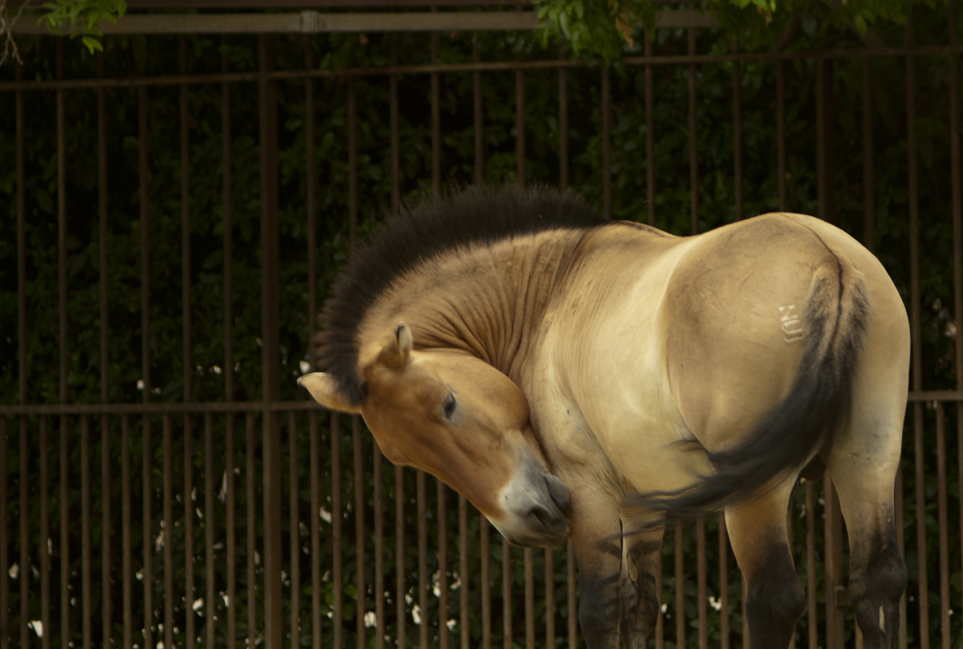 Cheval de Przewalski