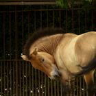 Cheval de Przewalski