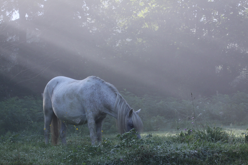 Cheval de rais