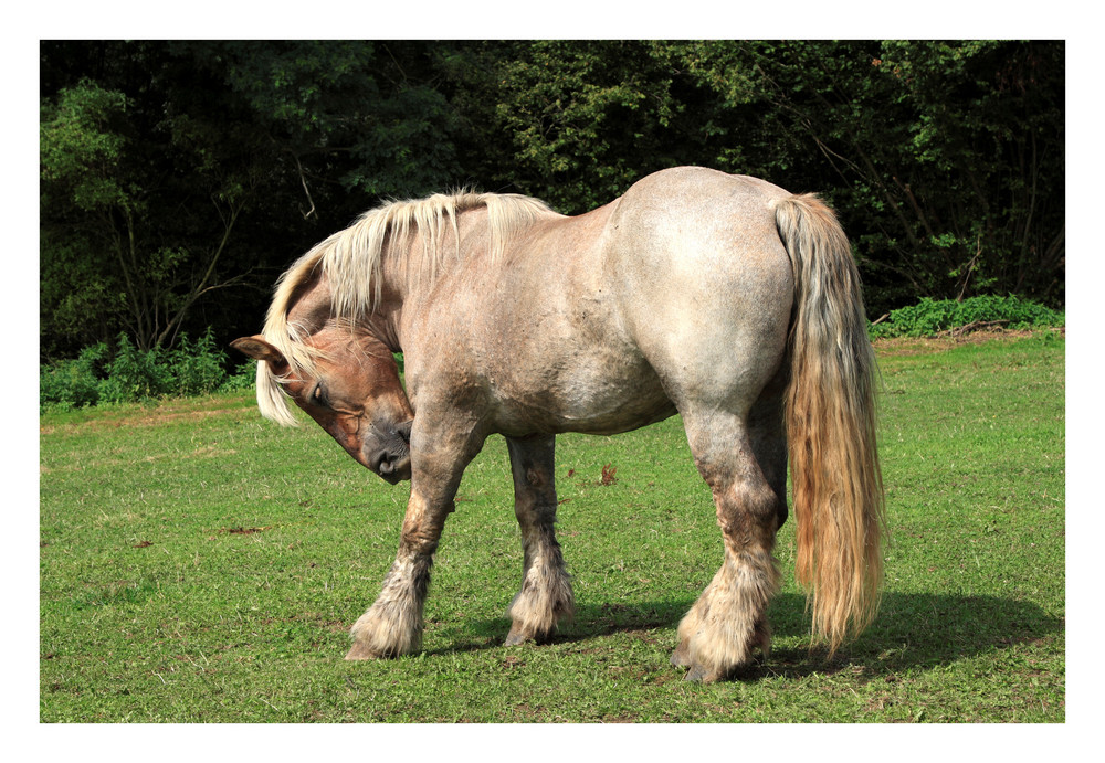 Cheval De Trait Photo Et Image Nature Jeunes Images Fotocommunity