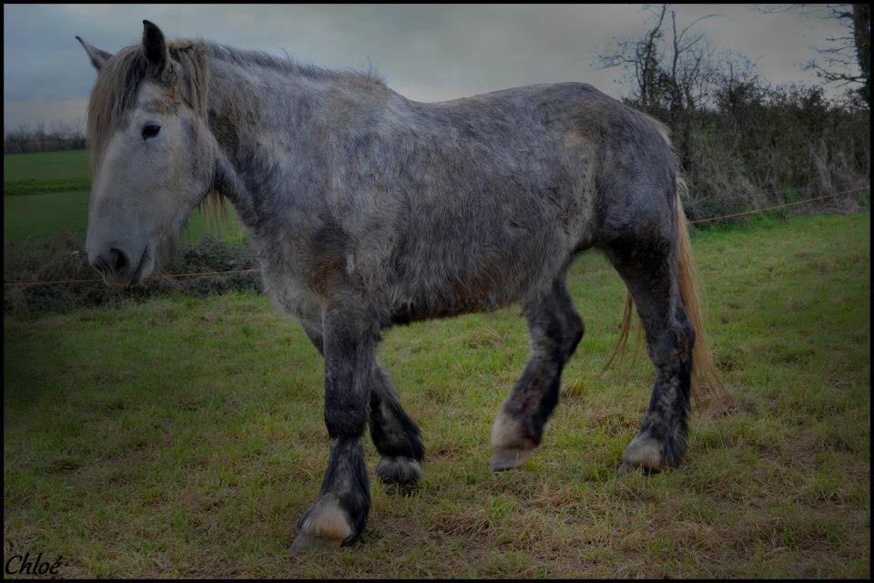 Cheval de trait