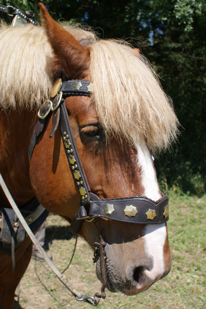 Cheval de trait ardennais