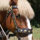 Cheval de trait ardennais