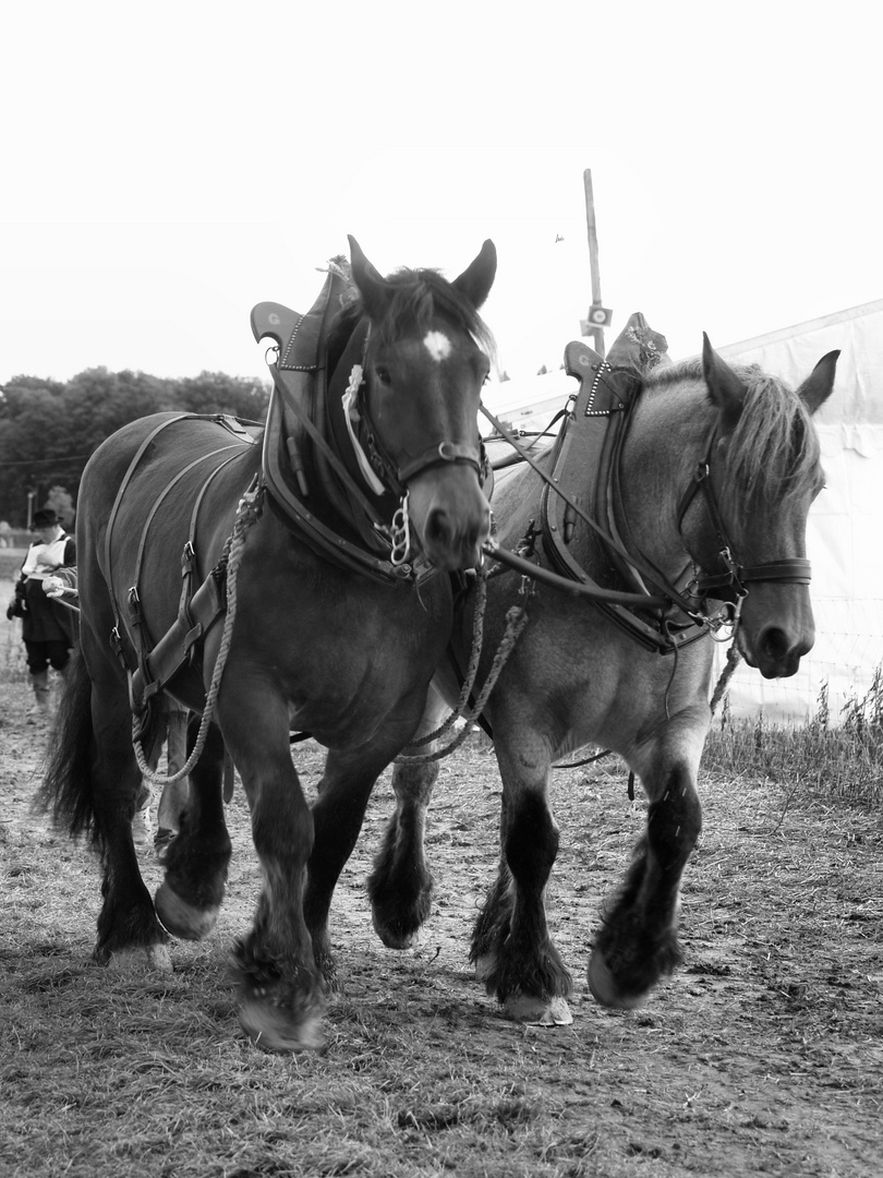 Cheval de trait au travail