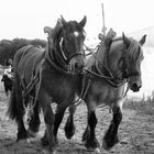 Cheval de trait au travail